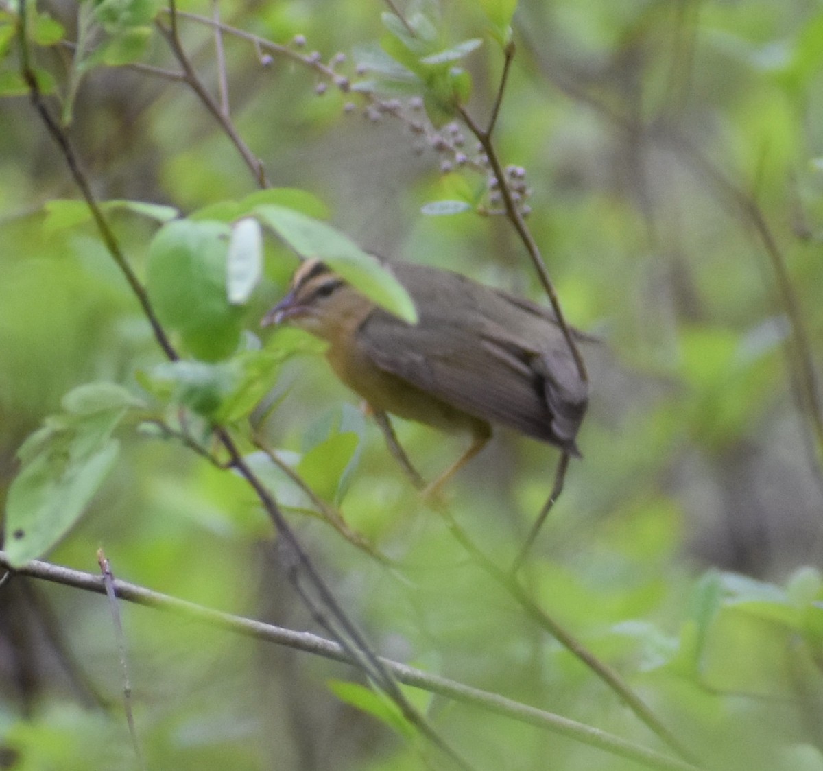 Worm-eating Warbler - Troy Blodgett