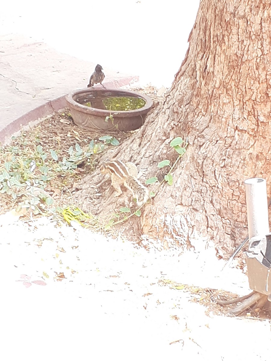Red-vented Bulbul - ML619231556