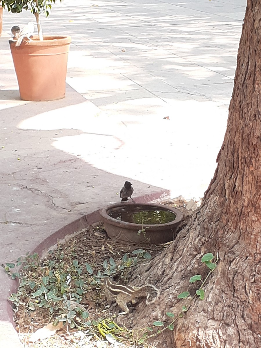 Red-vented Bulbul - ML619231557