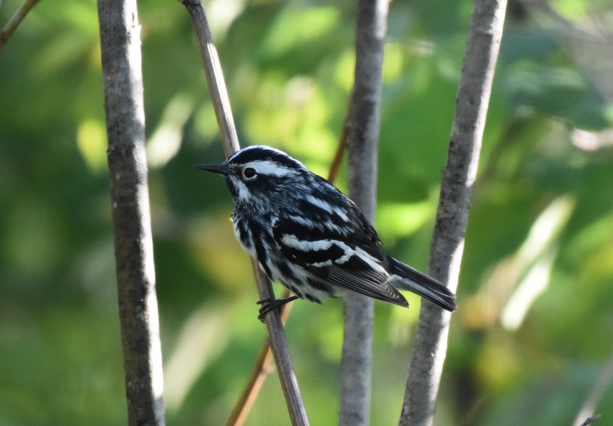 Black-and-white Warbler - Garry Waldram