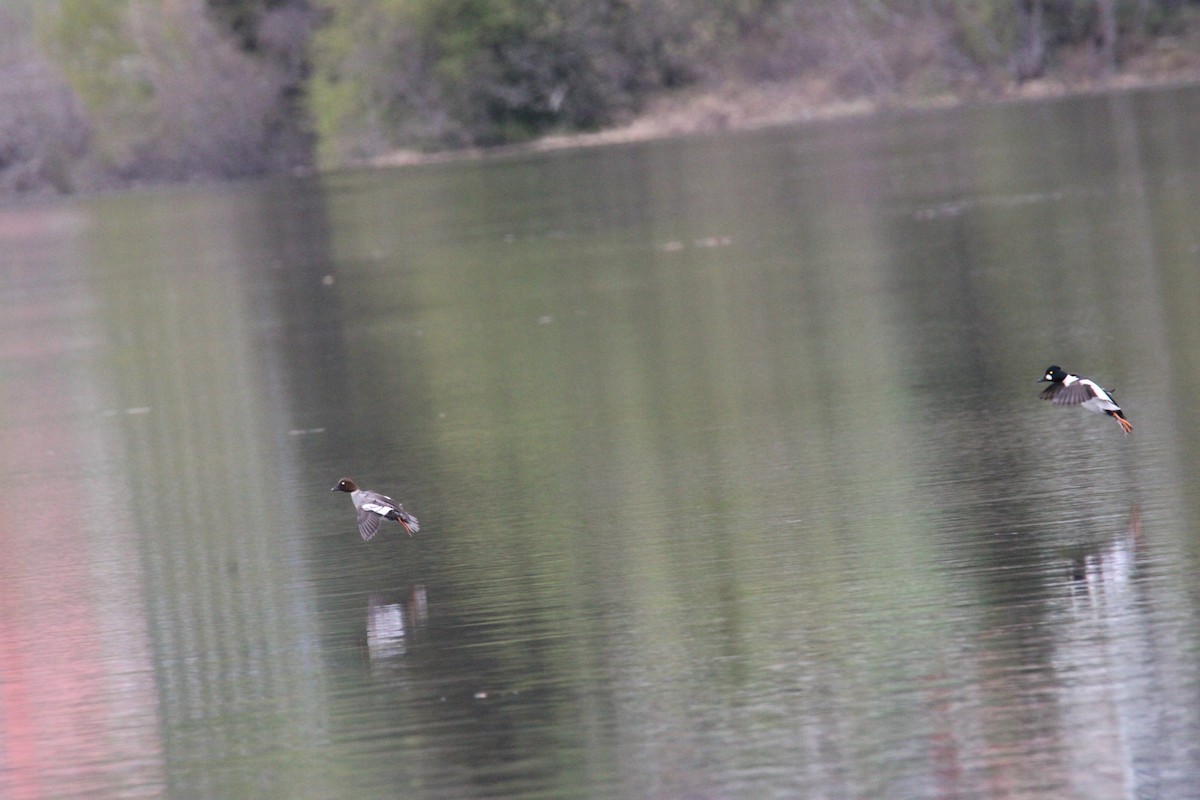 Common Goldeneye - Isak Salen