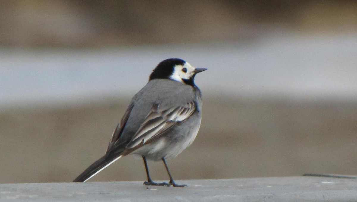 White Wagtail - Travis Vance