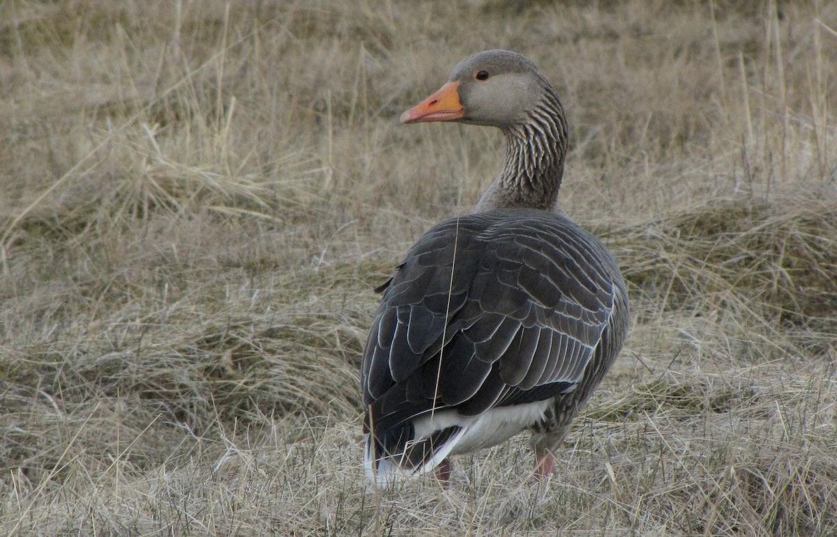 Graylag Goose - Travis Vance