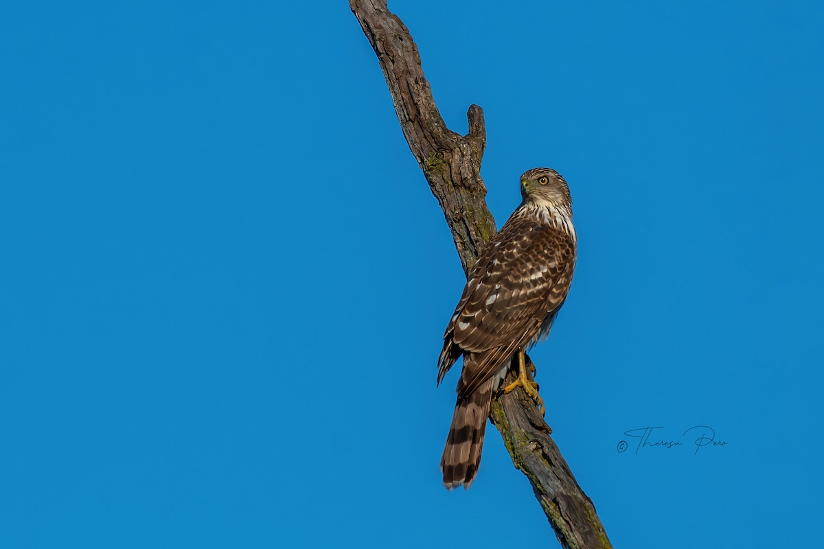 Cooper's Hawk - ML619231599