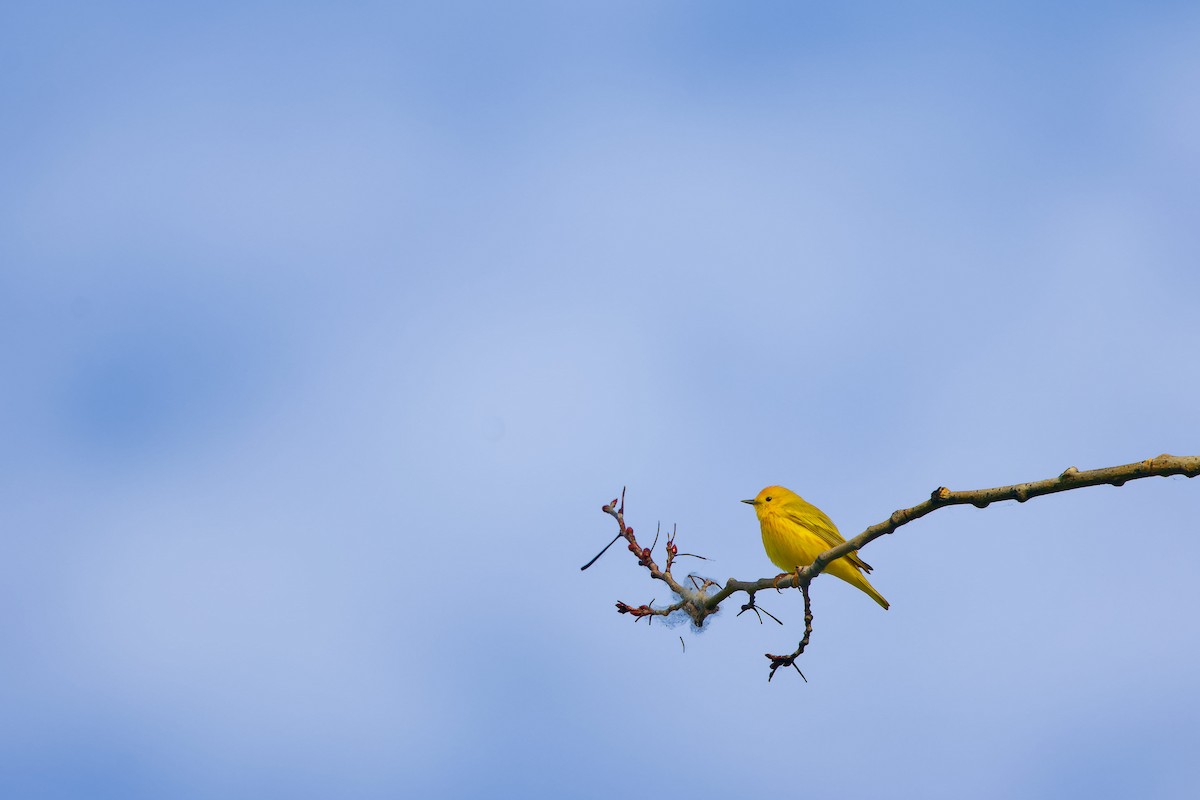 Yellow Warbler - ML619231600