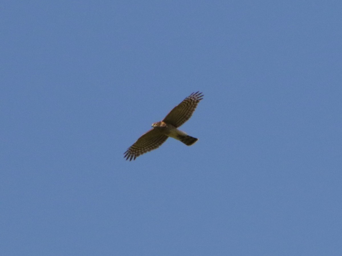 Eurasian Sparrowhawk - Meruva Naga Rajesh