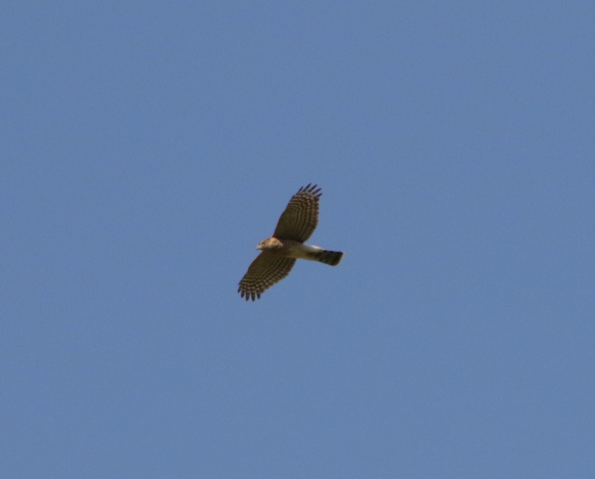 Eurasian Sparrowhawk - Meruva Naga Rajesh