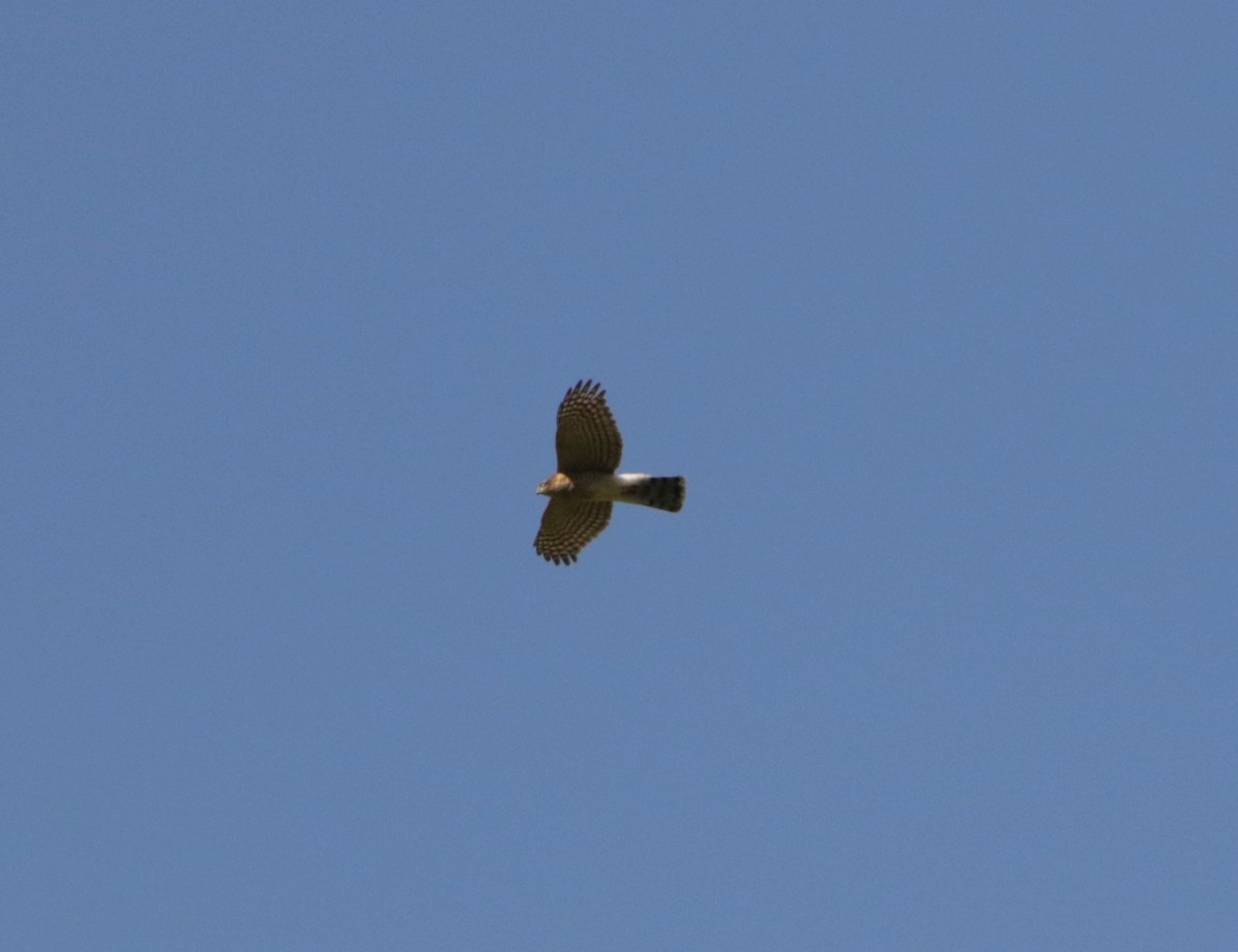 Eurasian Sparrowhawk - Meruva Naga Rajesh