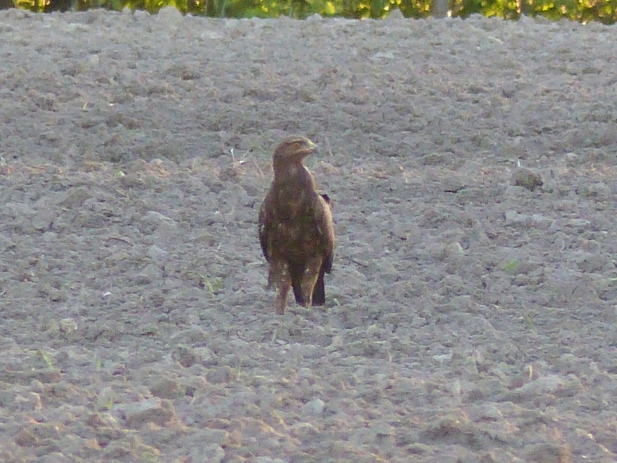 Lesser Spotted Eagle - Coleta Holzhäuser