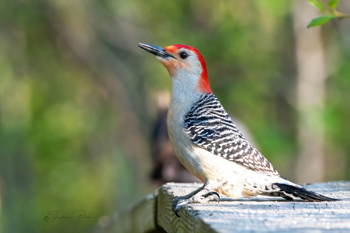 Red-bellied Woodpecker - ML619231620