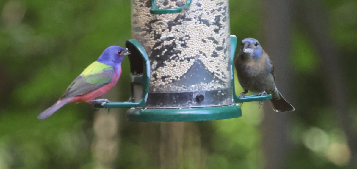 Blue Grosbeak - Jerry Griggs