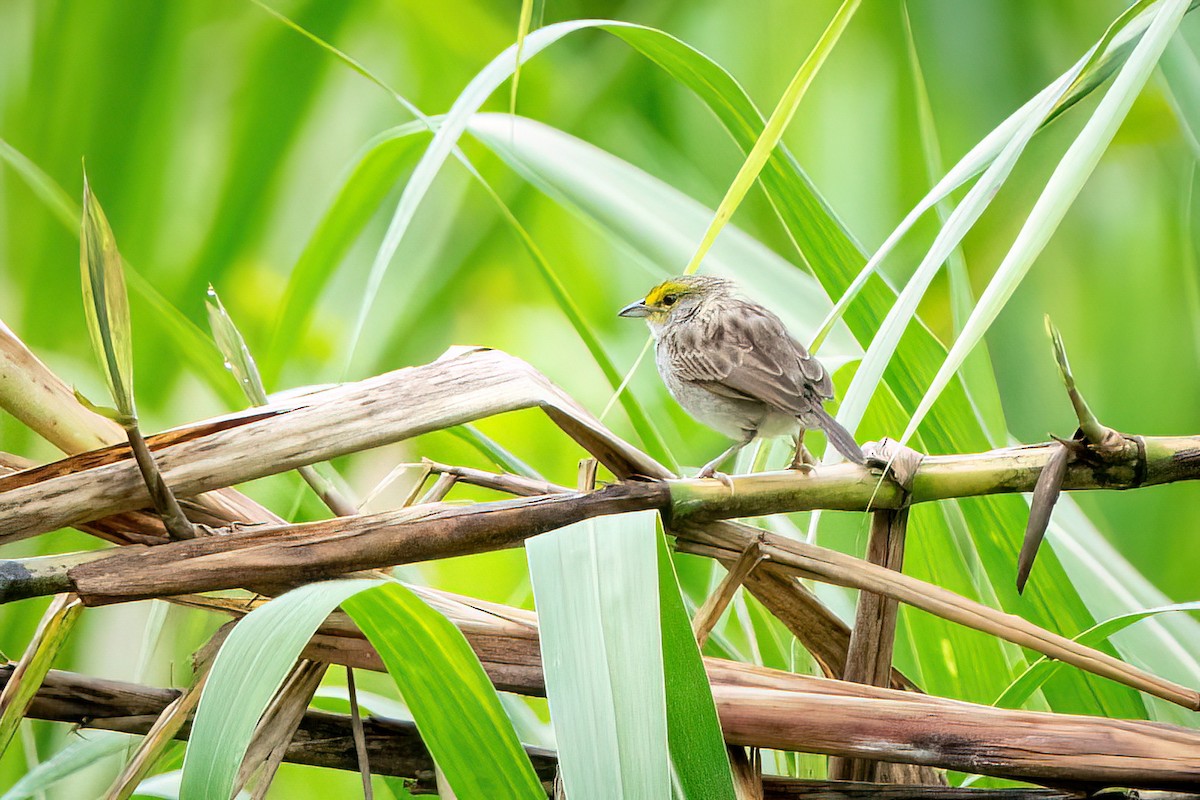 Yellow-browed Sparrow - Hanna Zhao