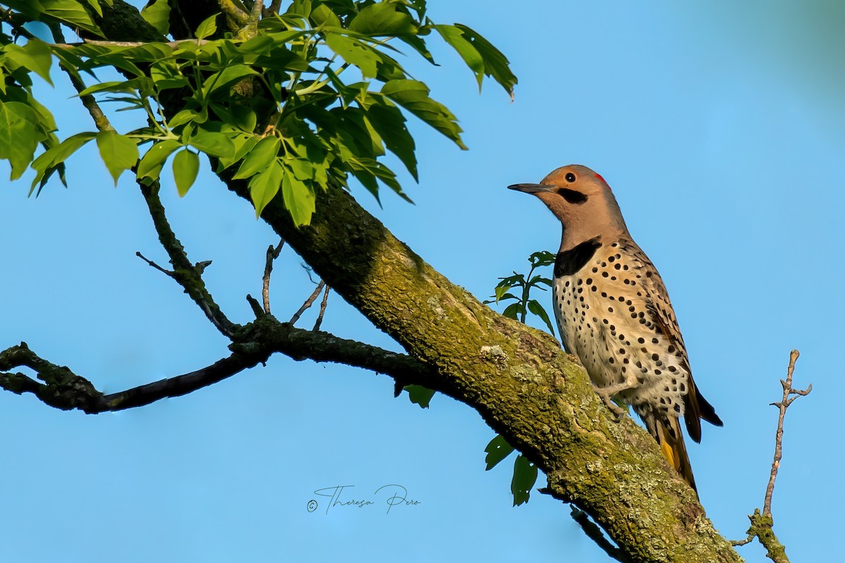 Northern Flicker - ML619231630