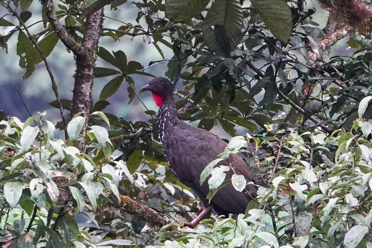 Crested Guan - Celesta von Chamier