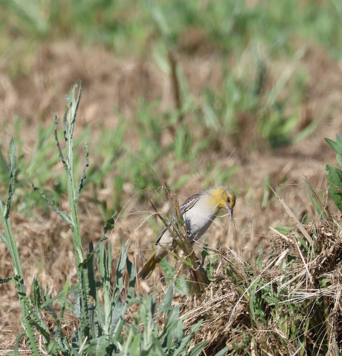 Bullock's Oriole - ML619231646