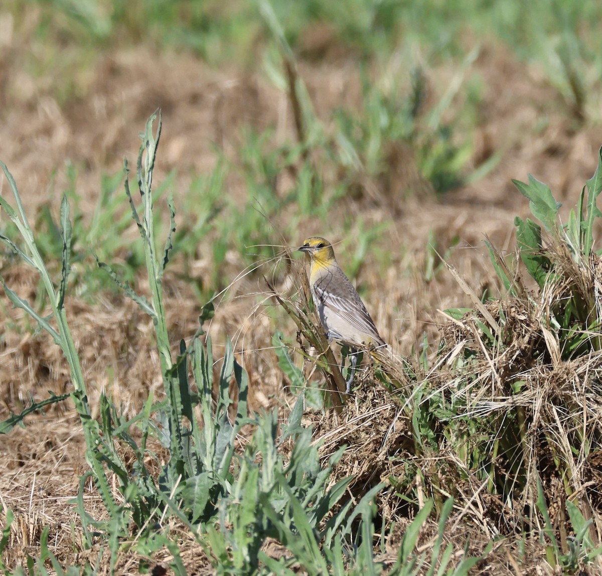 Bullock's Oriole - Tobias Felbeck