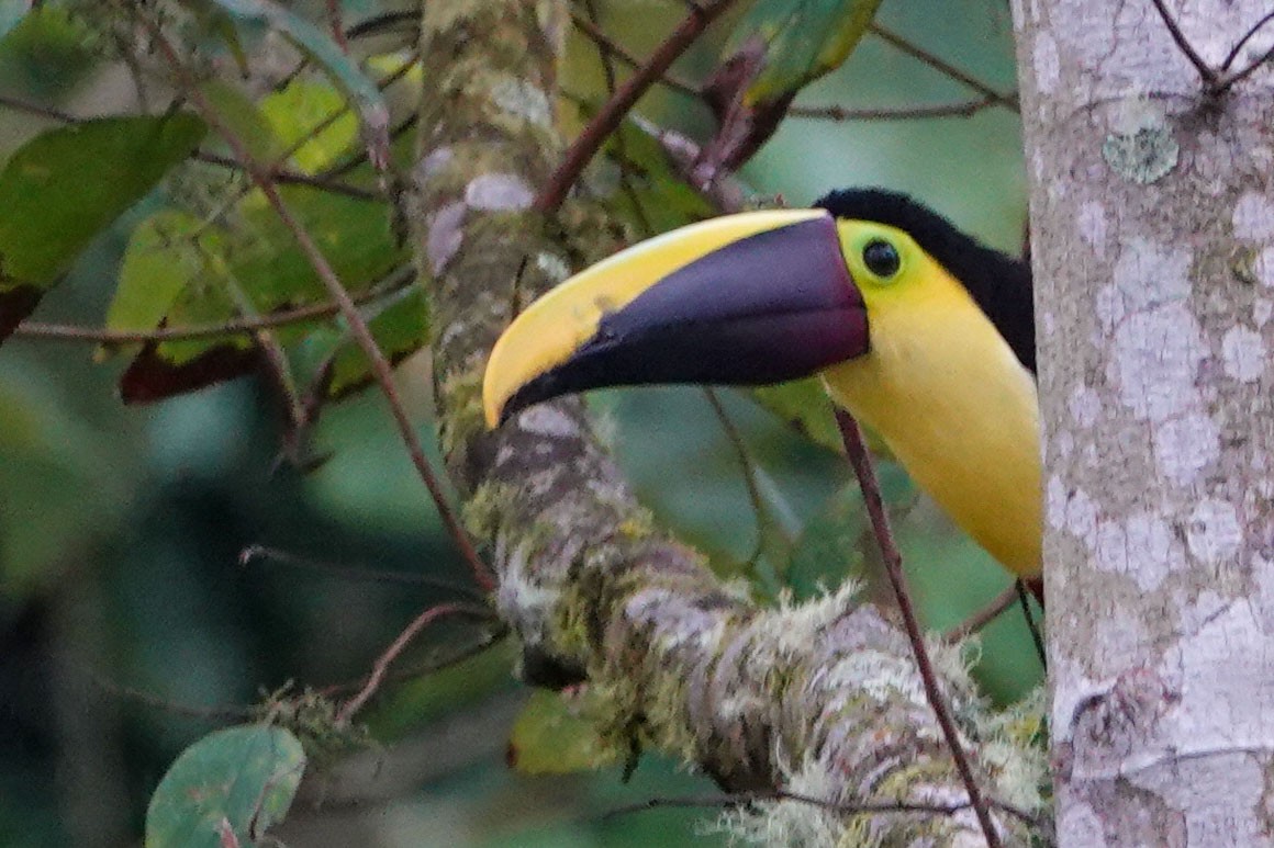 Yellow-throated Toucan (Chestnut-mandibled) - ML619231654