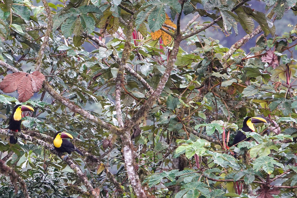 Yellow-throated Toucan (Chestnut-mandibled) - ML619231657