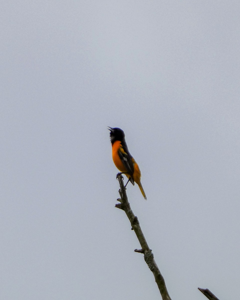 Baltimore Oriole - ML619231666