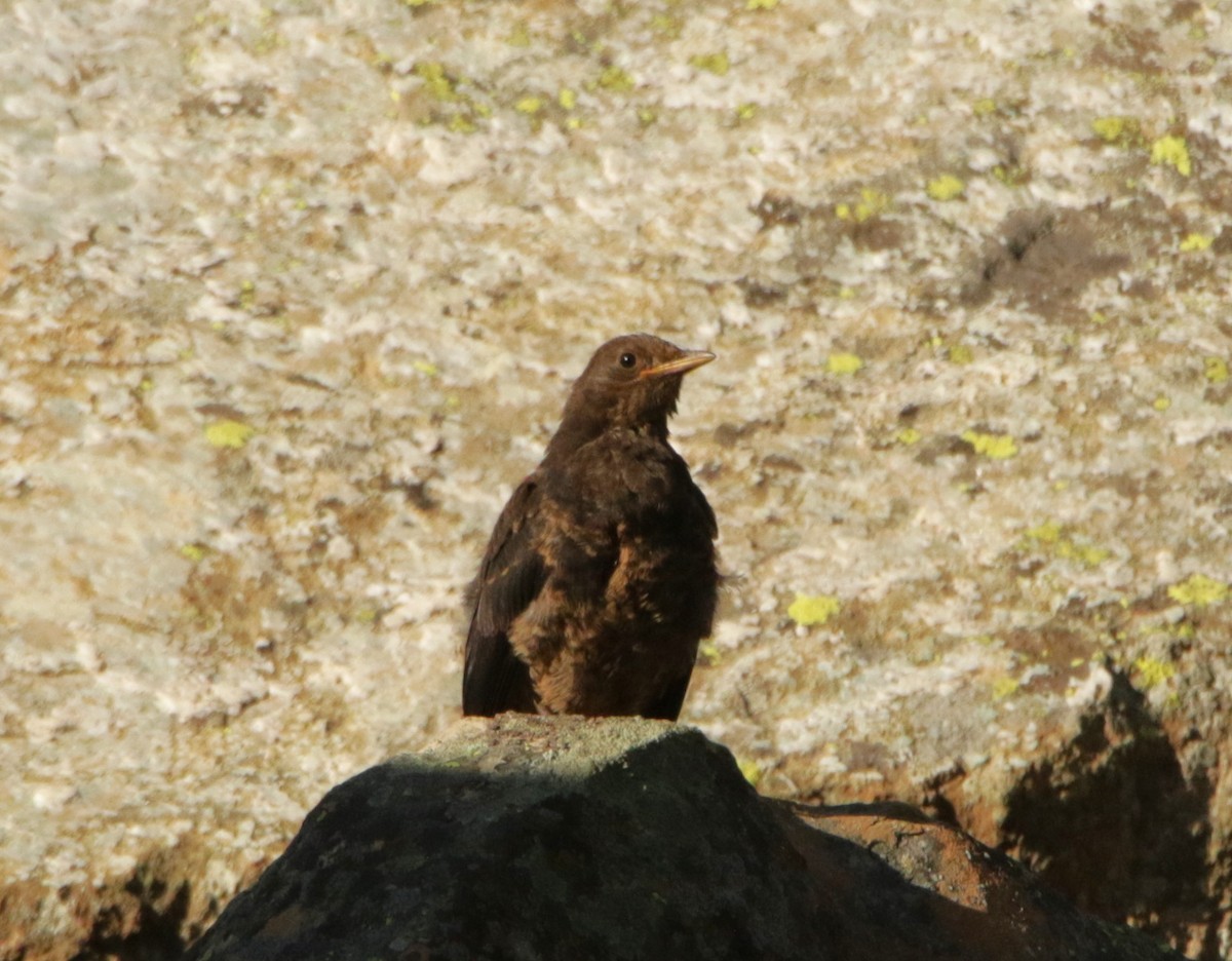 Tibetan Blackbird - Meruva Naga Rajesh