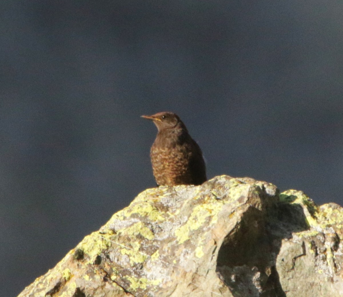 Tibetan Blackbird - Meruva Naga Rajesh