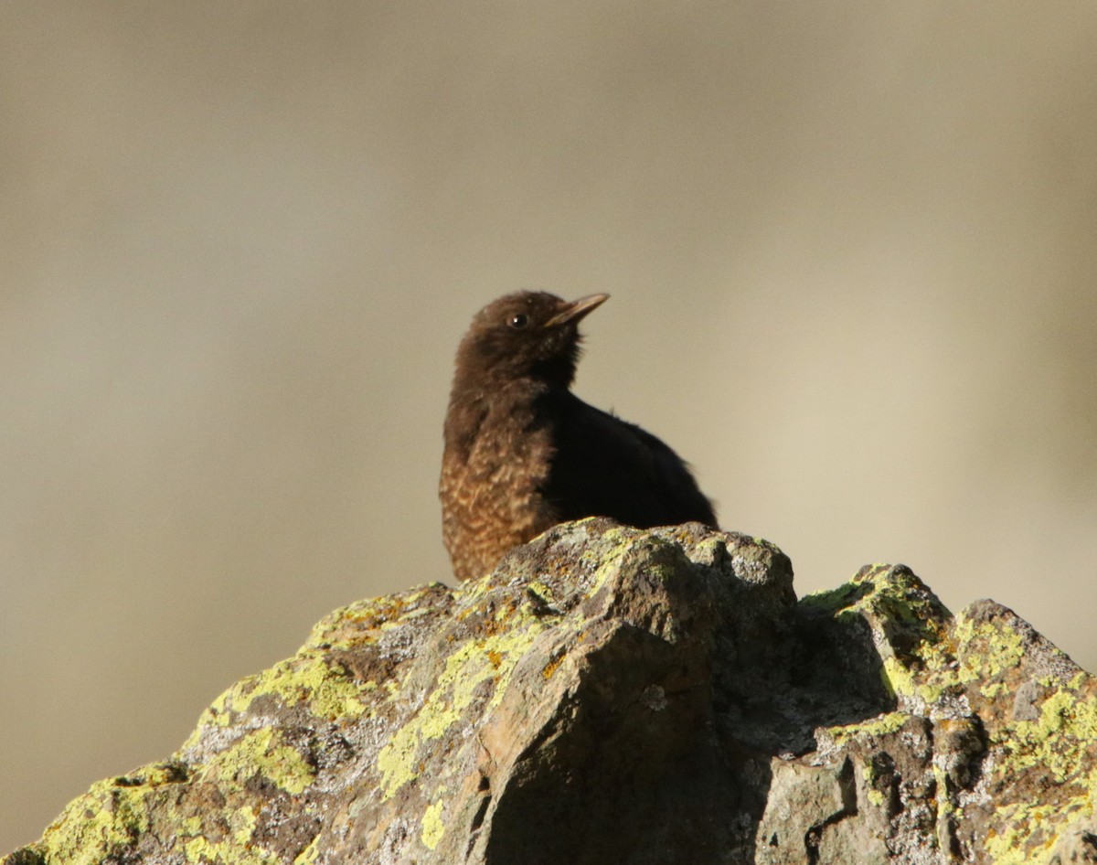 Tibetan Blackbird - Meruva Naga Rajesh