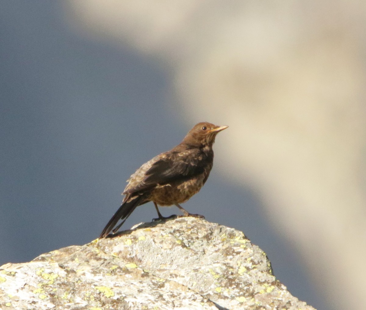 Tibetan Blackbird - Meruva Naga Rajesh