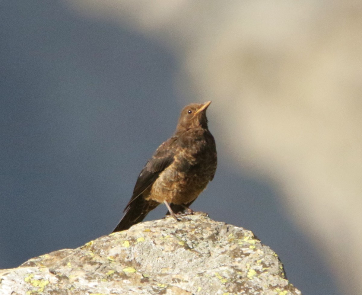 Tibetan Blackbird - Meruva Naga Rajesh