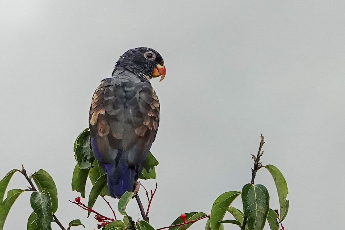 Bronze-winged Parrot - ML619231684