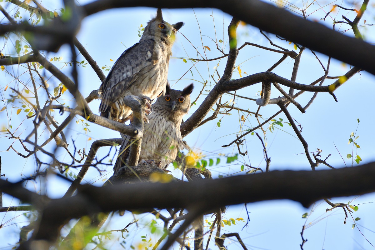 Dusky Eagle-Owl - Anish Rao