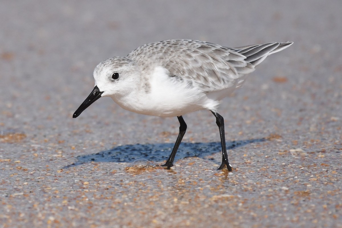 Bécasseau sanderling - ML619231722