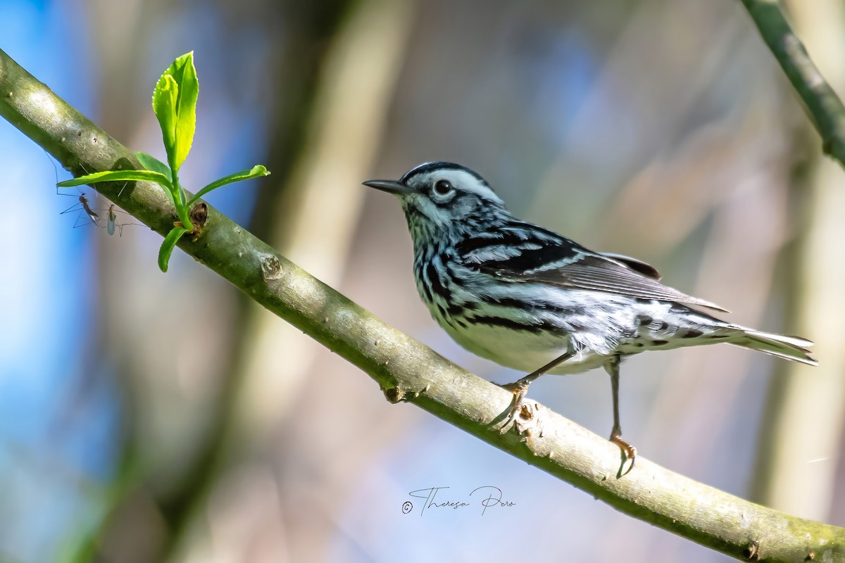 Black-and-white Warbler - ML619231724