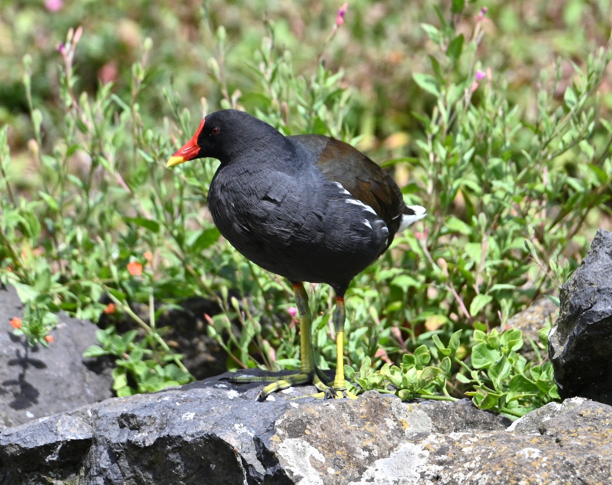 Eurasian Moorhen - Jake Shorty