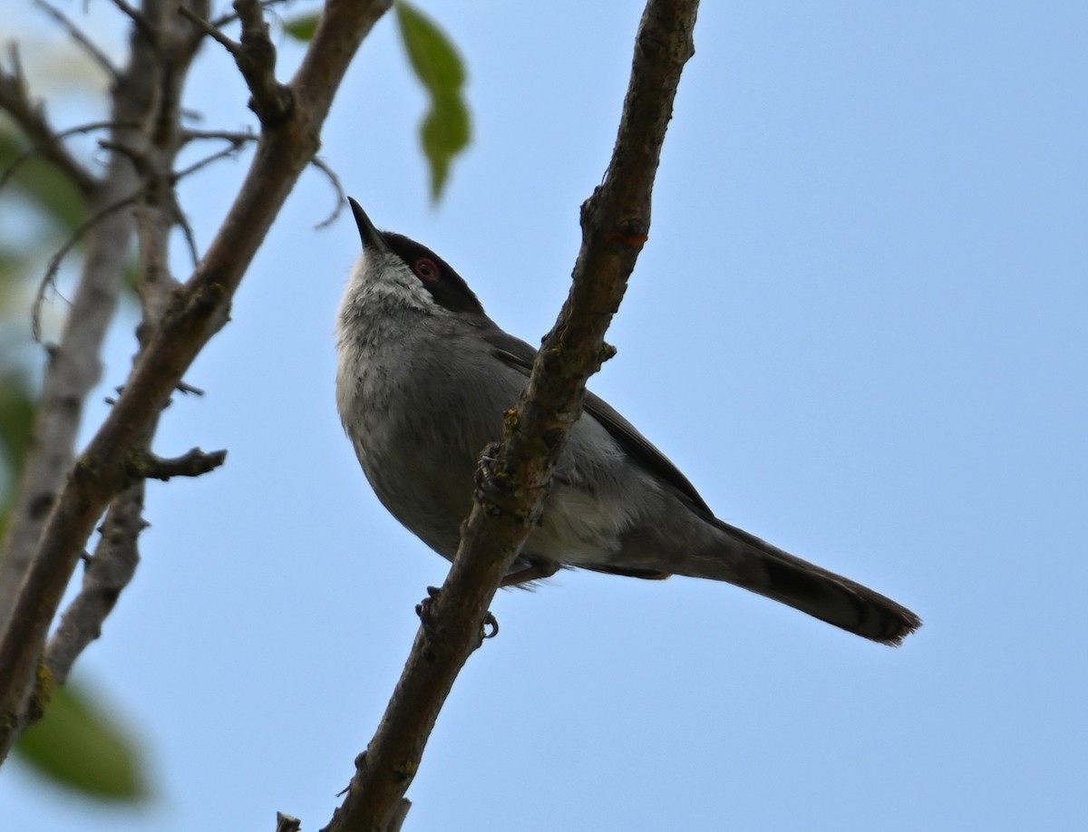 Sardinian Warbler - Jake Shorty