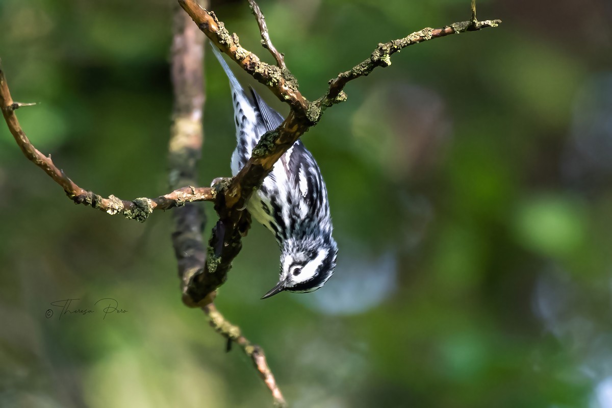 Black-and-white Warbler - Theresa Pero
