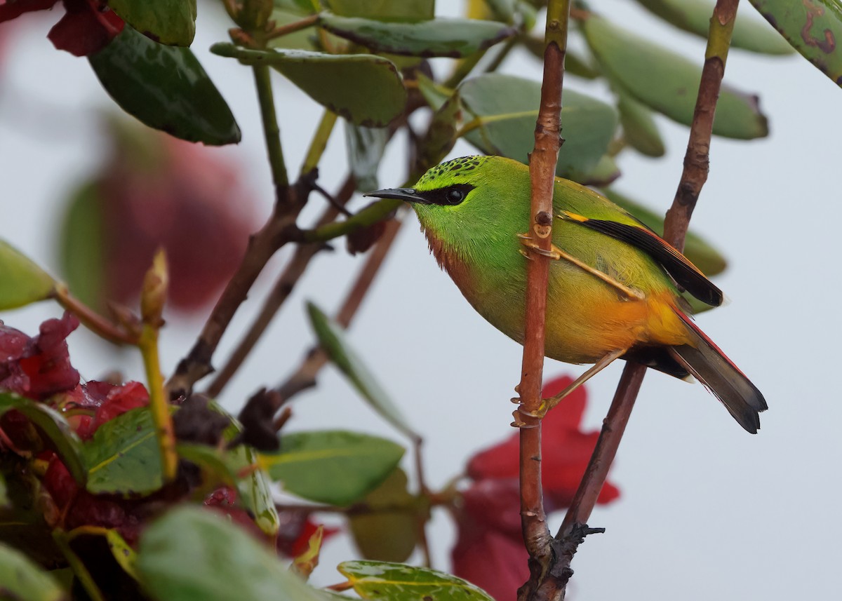 Fire-tailed Myzornis - Ayuwat Jearwattanakanok