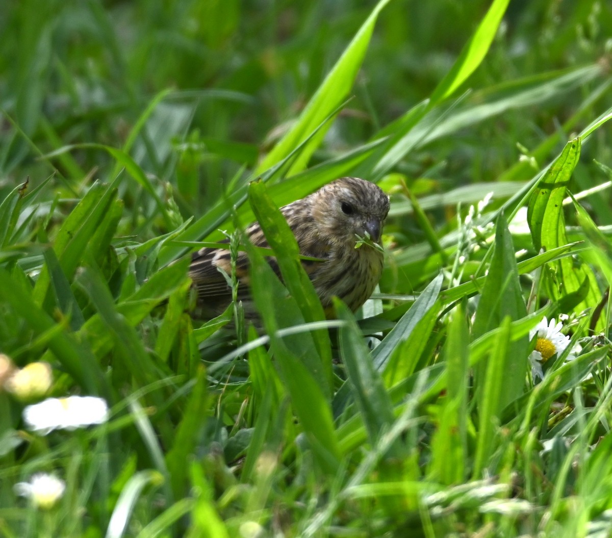 European Serin - Jake Shorty