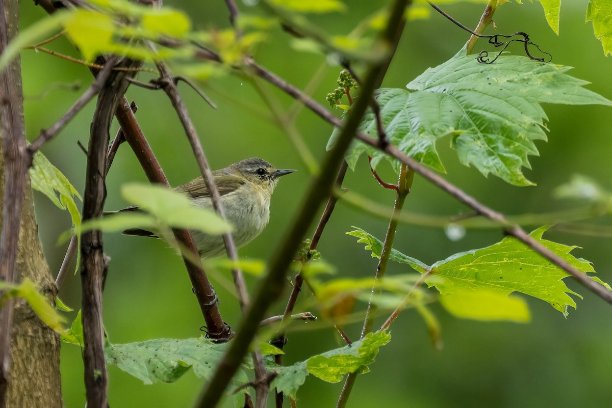 Tennessee Warbler - Gustino Lanese