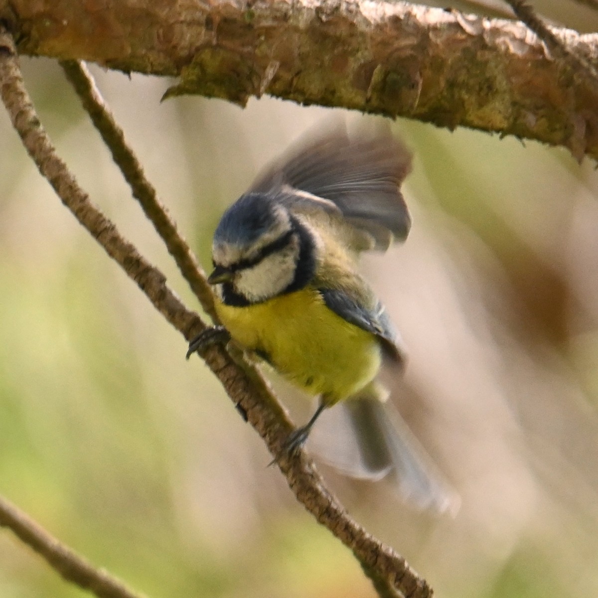 Eurasian Blue Tit - Jake Shorty