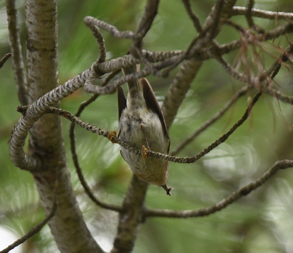 Common Firecrest - Jake Shorty