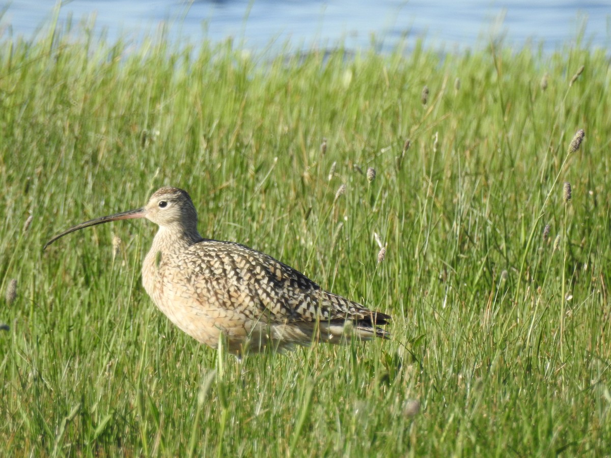 Long-billed Curlew - Patrick Gearin
