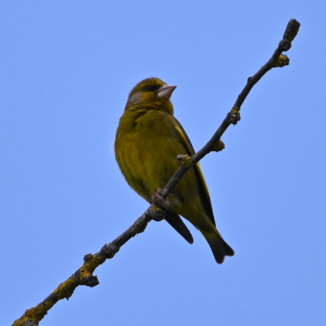 European Greenfinch - Jake Shorty