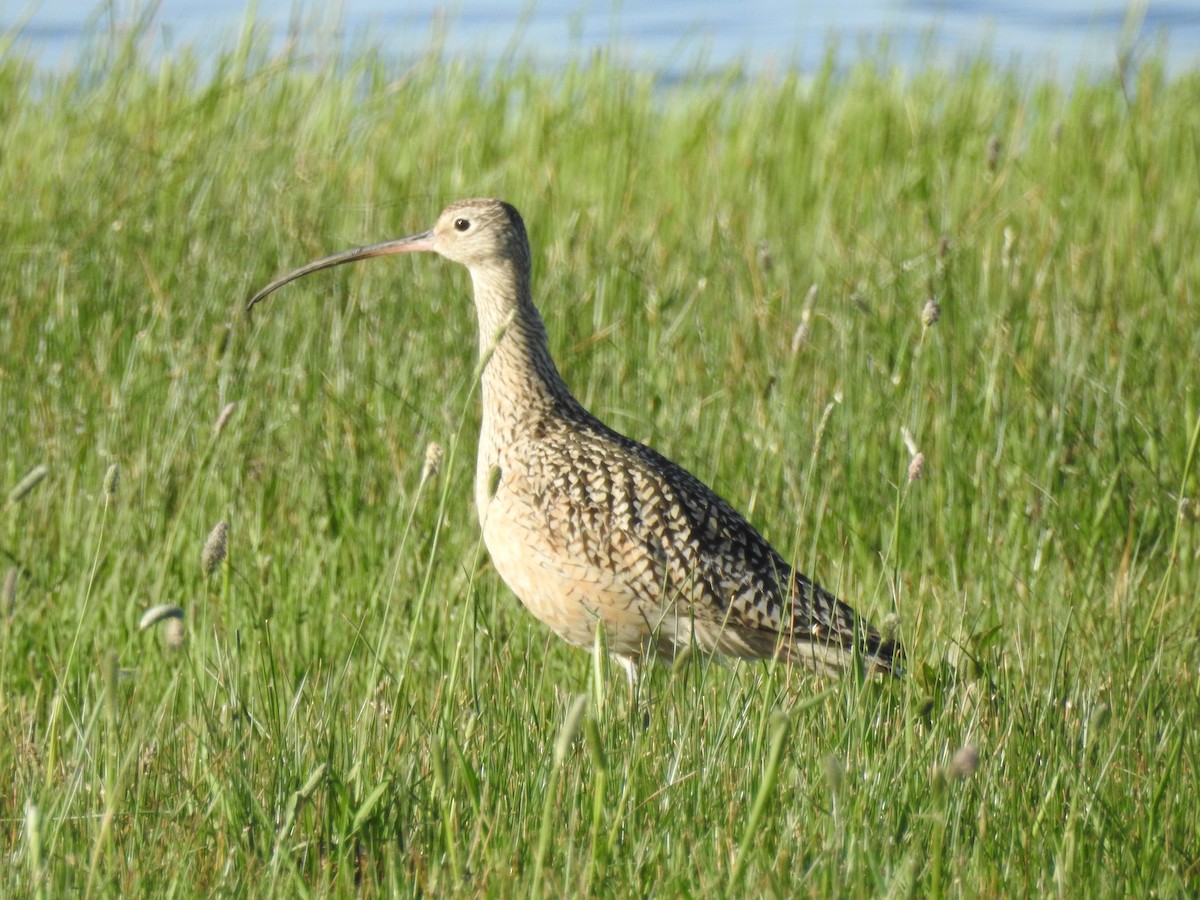 Long-billed Curlew - ML619231787