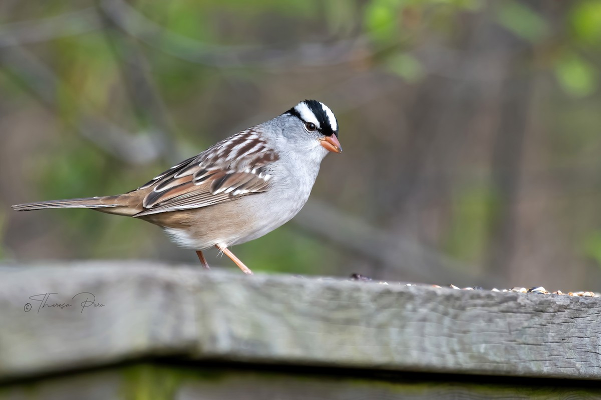 White-crowned Sparrow - Theresa Pero