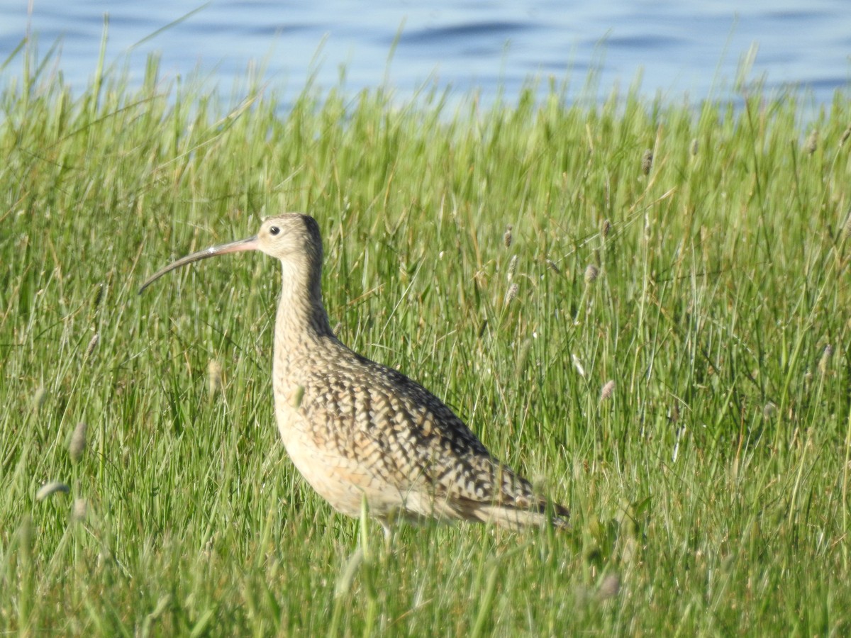 Long-billed Curlew - ML619231796