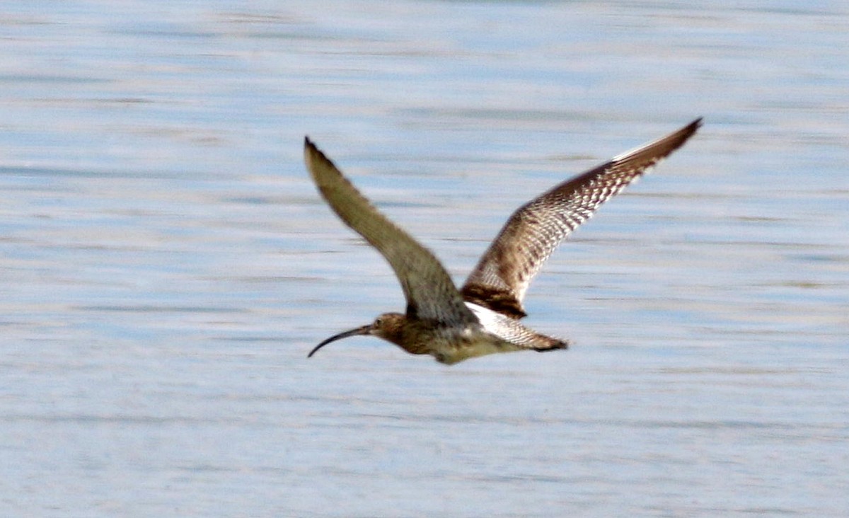 Eurasian Curlew - Miguel García