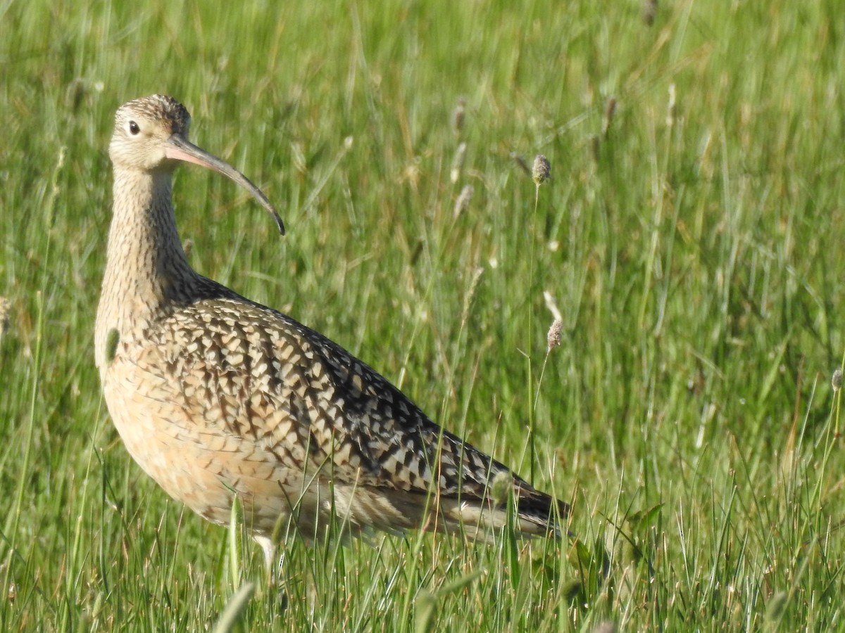 Long-billed Curlew - ML619231802