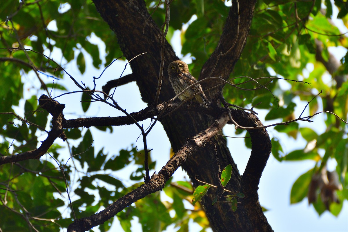 Jungle Owlet - Anish Rao