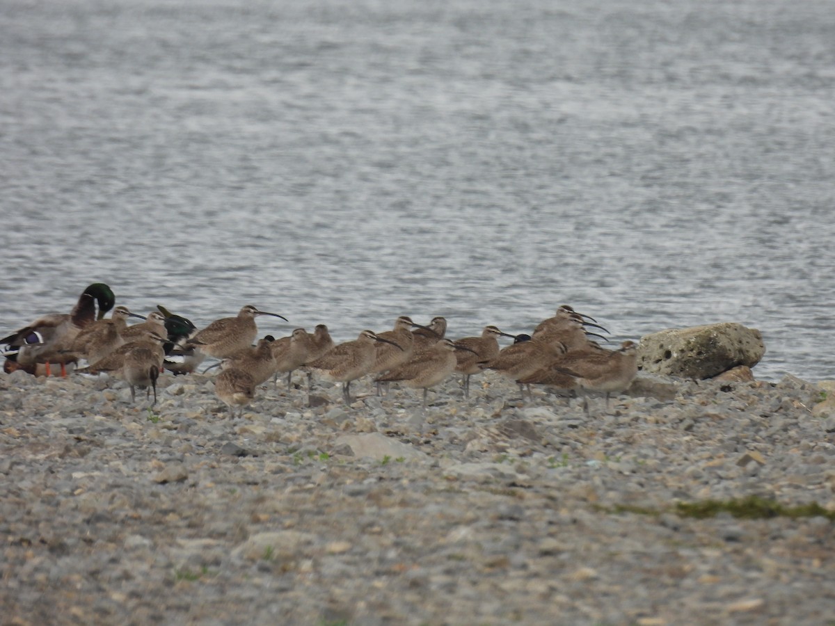 Whimbrel - Corinna Honscheid