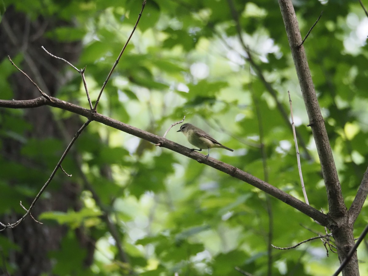 Philadelphia Vireo - david parsley